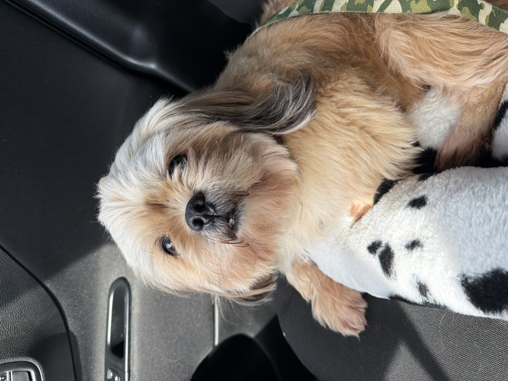 Luigi, lost dog, Shih Tzu