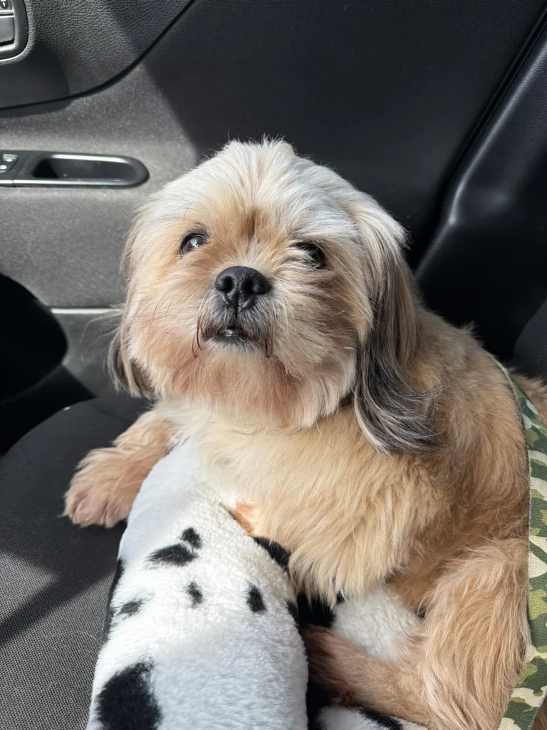 Luigi, lost dog, Shih Tzu