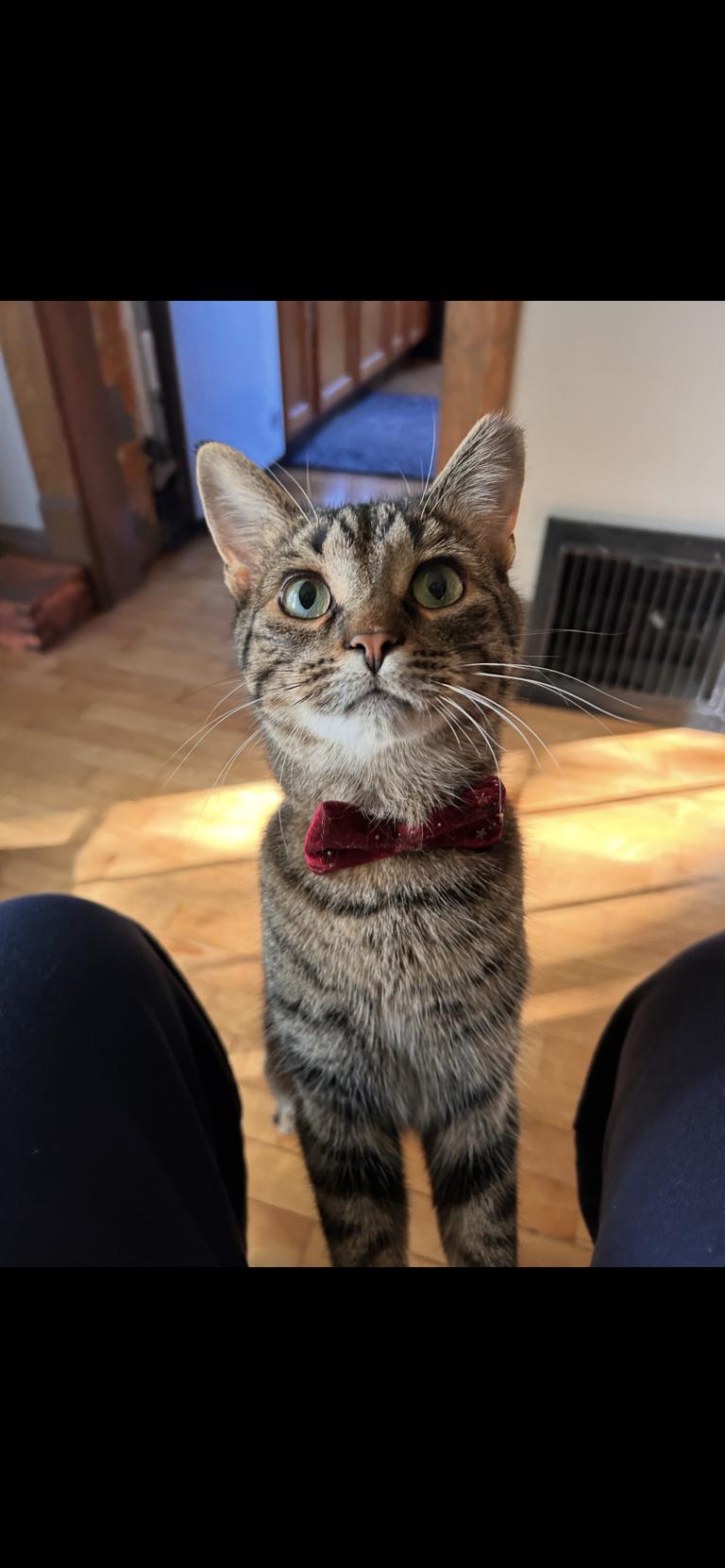 Picasso, lost cat, Tabby