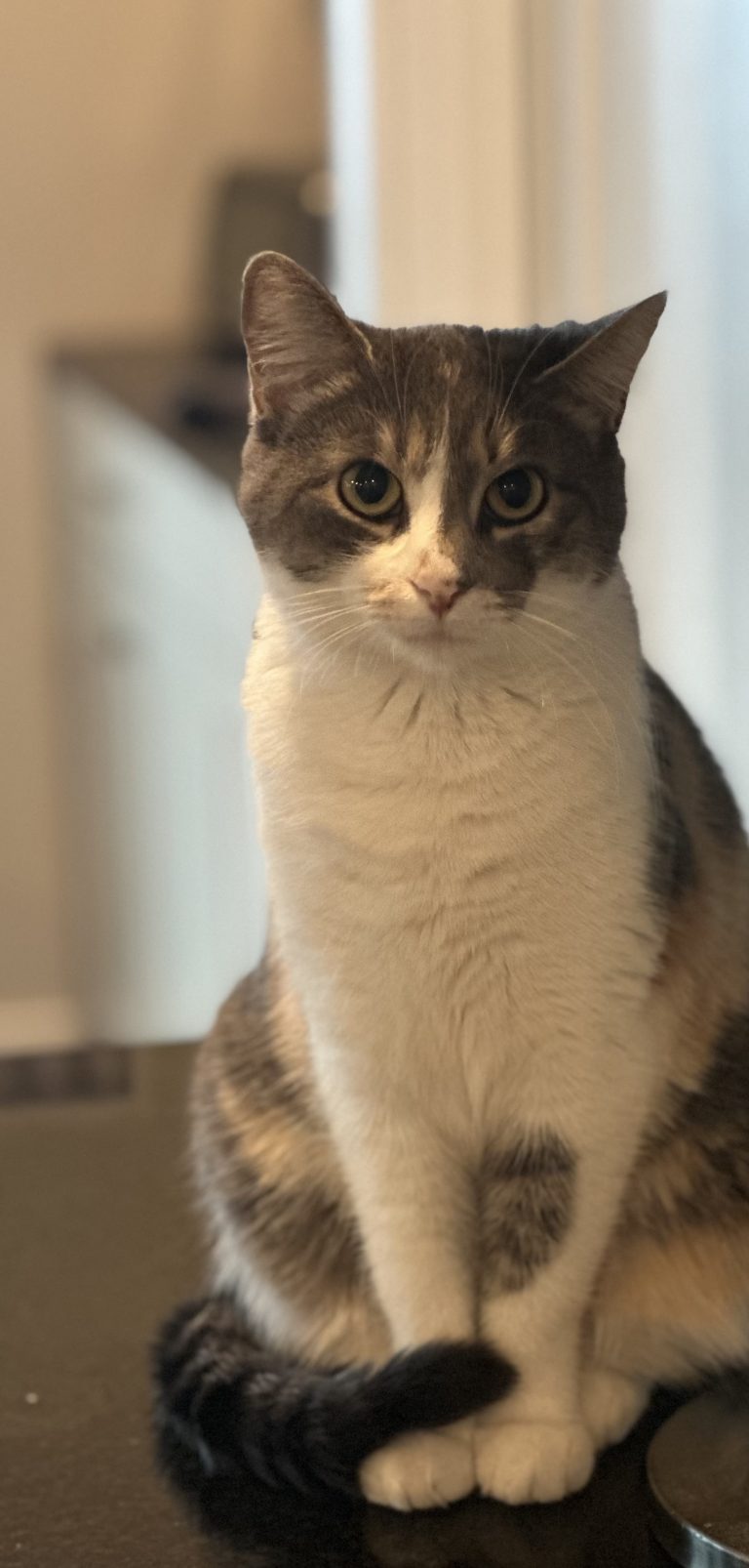 Izzy, lost cat, Domestic shorthair