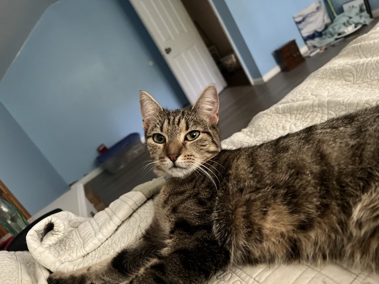 Coco, lost cat, Tabby