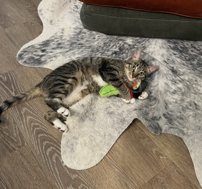 Rosie, lost cat, Cat
