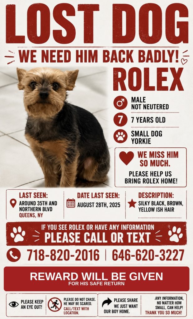 Rolex, lost dog, Yorkshire Terrier