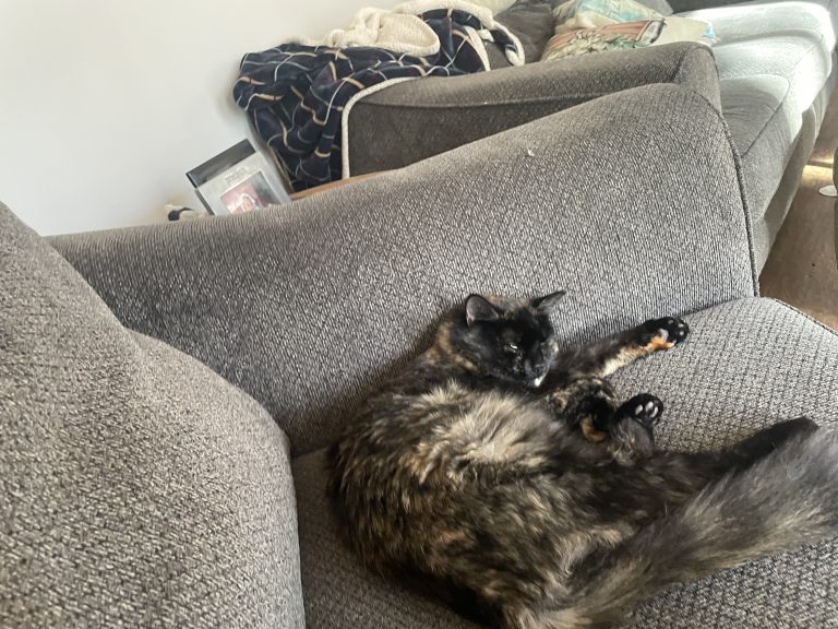 Midnight/squeak, lost cat, Calico