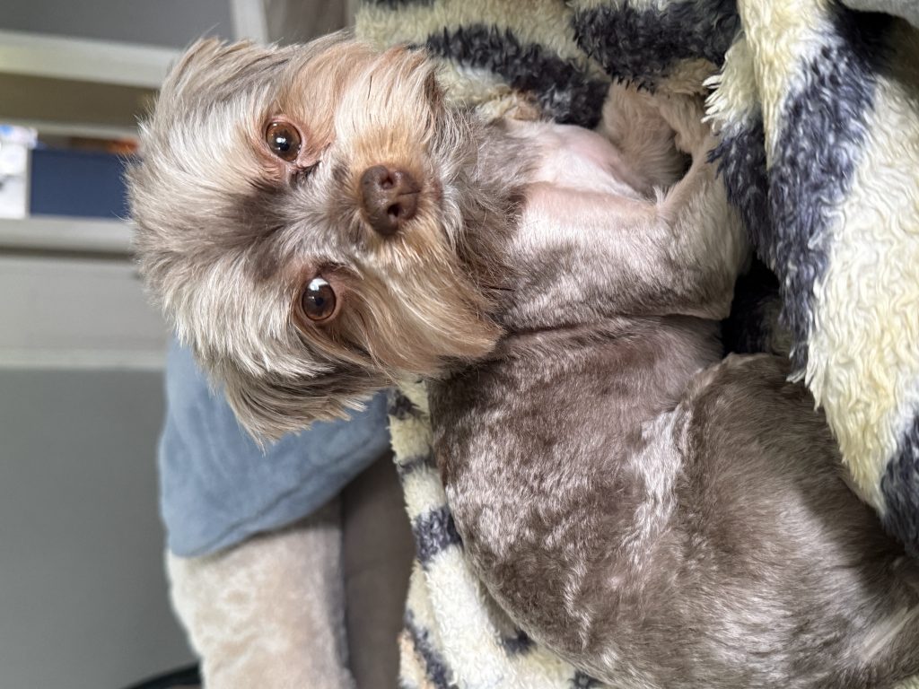 Kona, lost dog, Yorkie