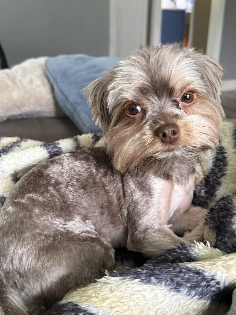 Kona, lost dog, Yorkie