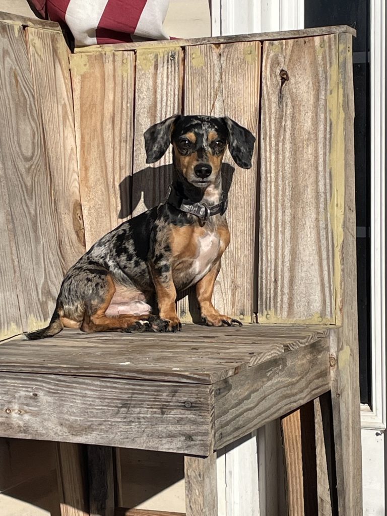 Bleu, lost dog, Dachshund