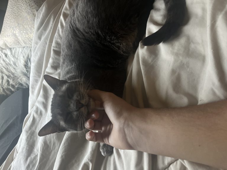 Gunner, lost cat, American Shorthair