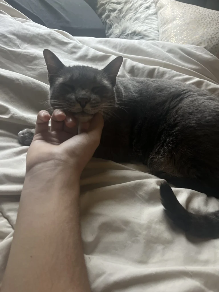 Gunner, lost cat, American Shorthair