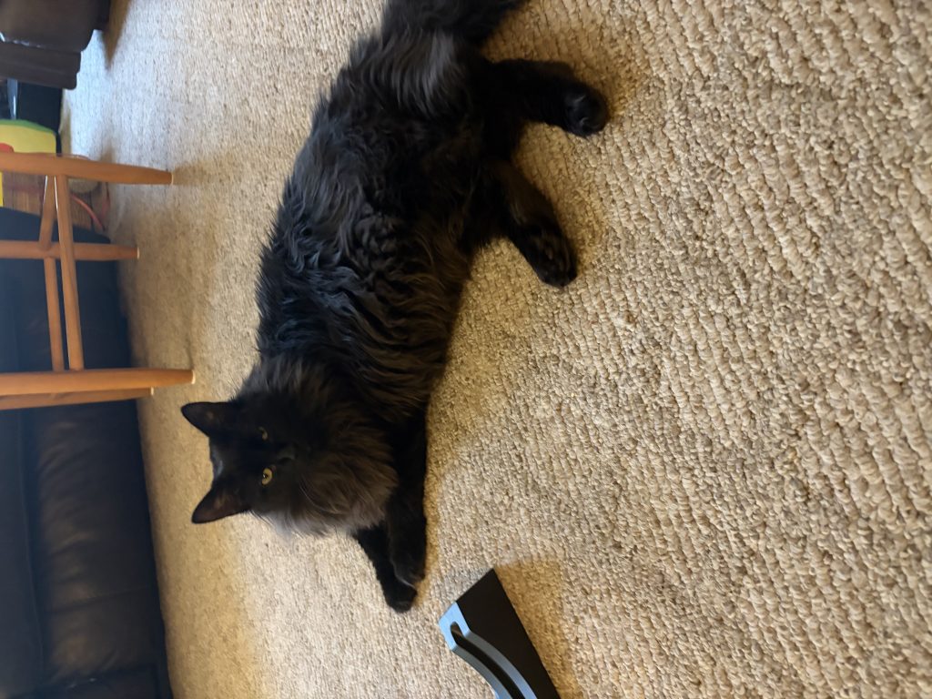 Raven, lost cat, Domestic Longhair