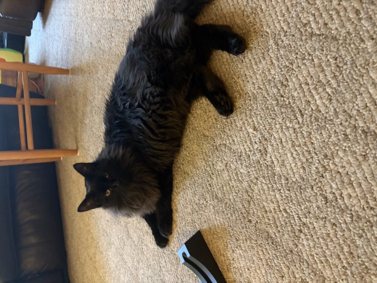 Raven, lost cat, Domestic Longhair