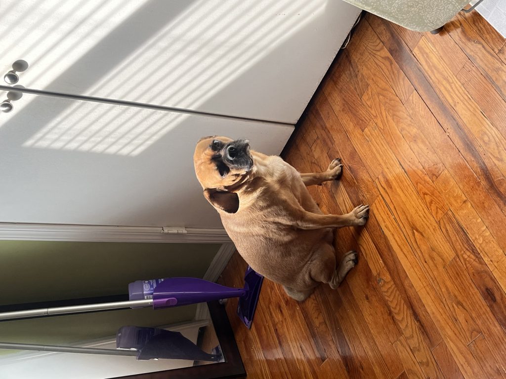 Bentley, lost dog, Puggle