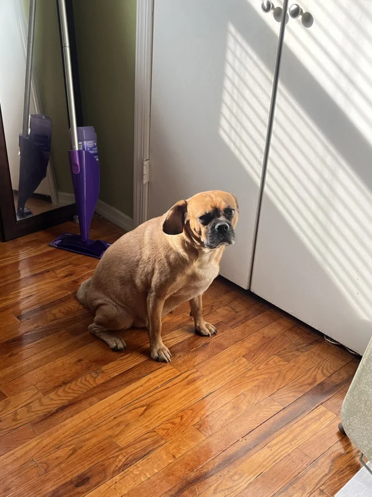 Bentley, lost dog, Puggle