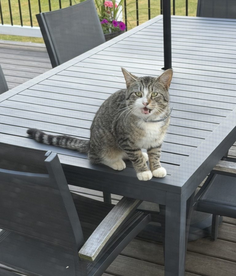 Bigs Ears, lost cat, domestic shorthair