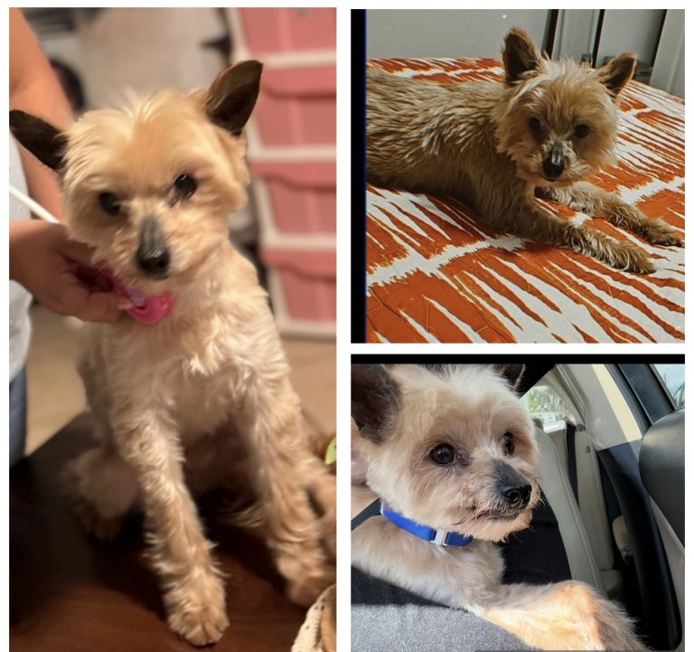 Cookie, lost dog, Yorkie Mix