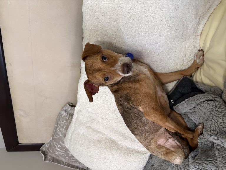 Piper, lost dog, Small mix