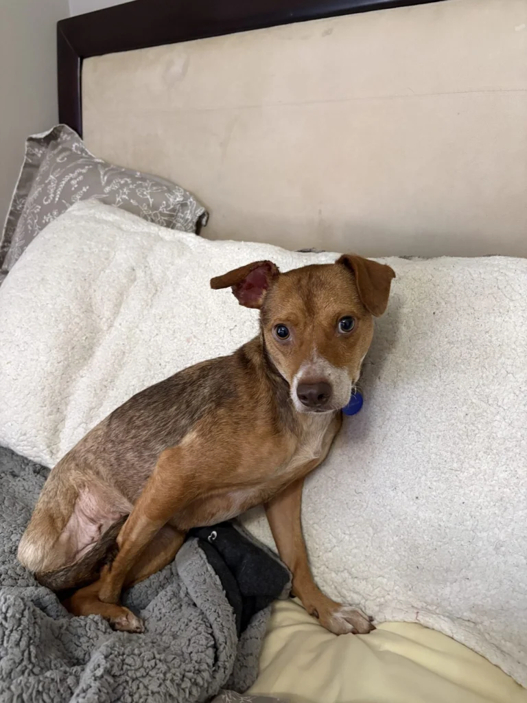 Piper, lost dog, Small mix