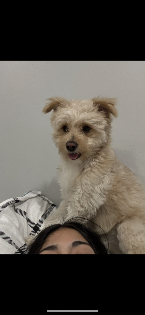 Milo, lost dog, PomApoo