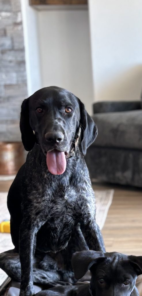Trip, lost dog, Pointer