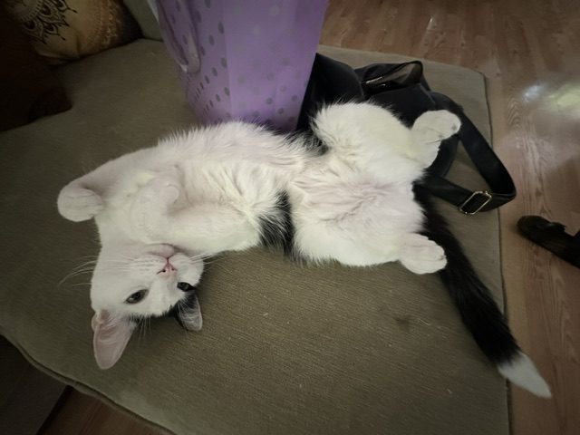 Moo, lost cat, Short Hair