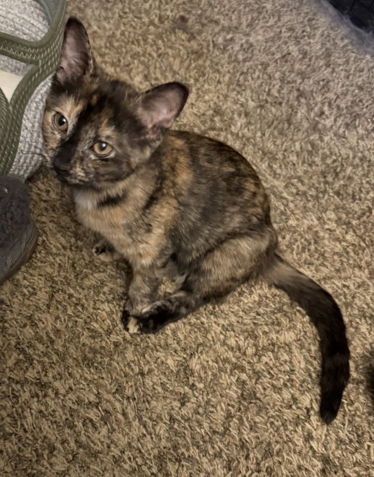Hermione, lost cat, Domestic shorthair