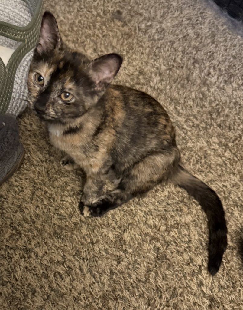 Hermione, lost cat, Domestic shorthair