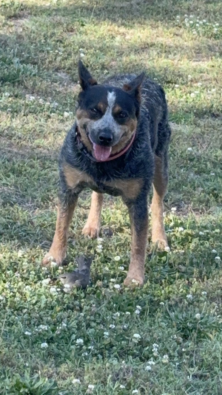 Spice, lost dog, Australian cattle dog