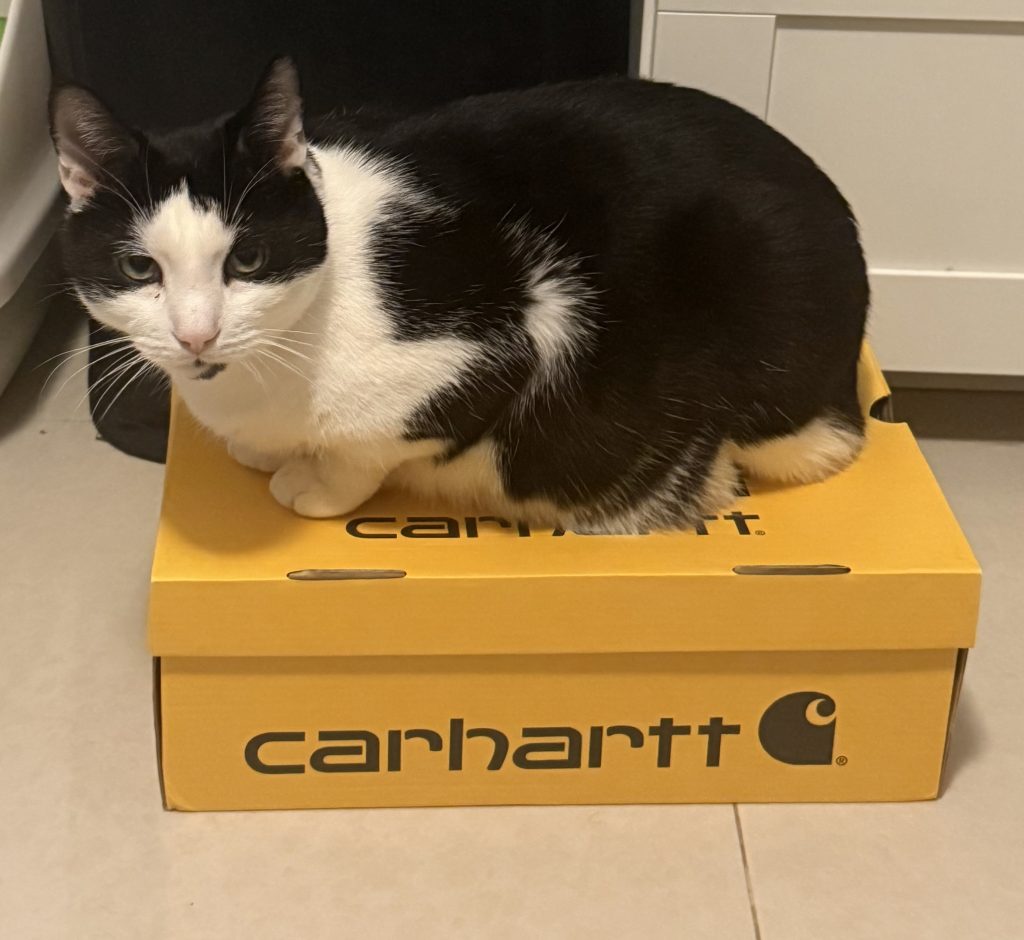 Baby, lost cat, Tuxedo