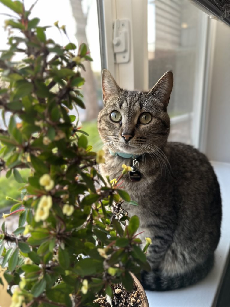Piper, lost cat, Domestic Shorthair