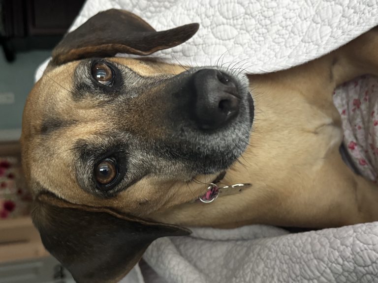Hazel, lost dog, Mixed