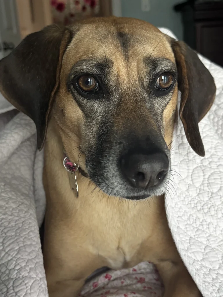 Hazel, lost dog, Mixed