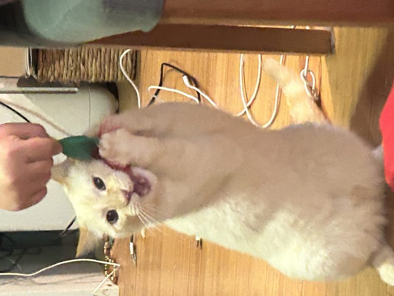 Luna, lost cat, Flame point saimese
