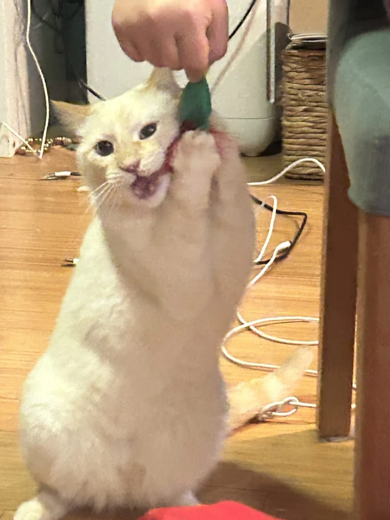 Luna, lost cat, Flame point saimese