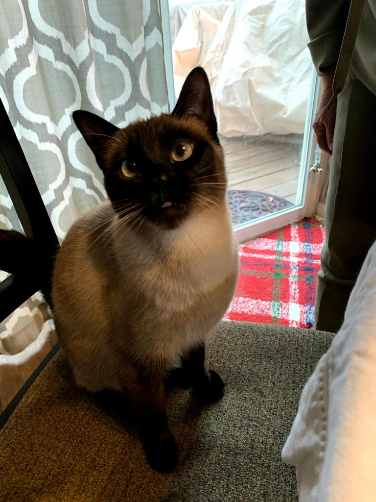 Lola, lost cat, simease