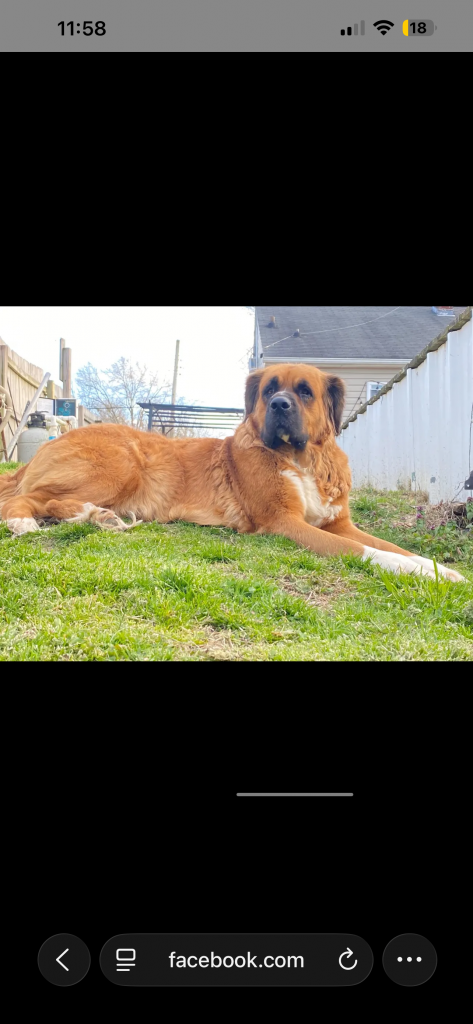 Luna, lost dog, St. Bernard mix