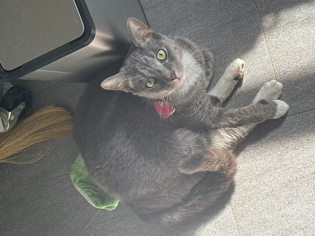Norman, lost cat, Domestic shorthair