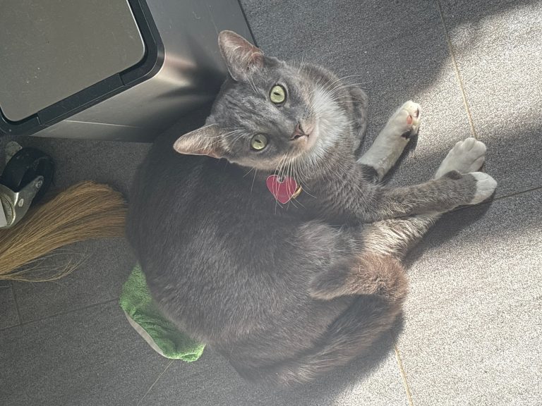 Norman, lost cat, Domestic shorthair