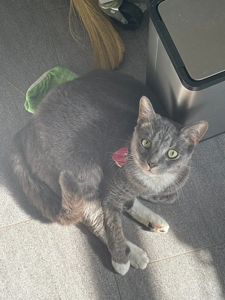 Norman, lost cat, Domestic shorthair