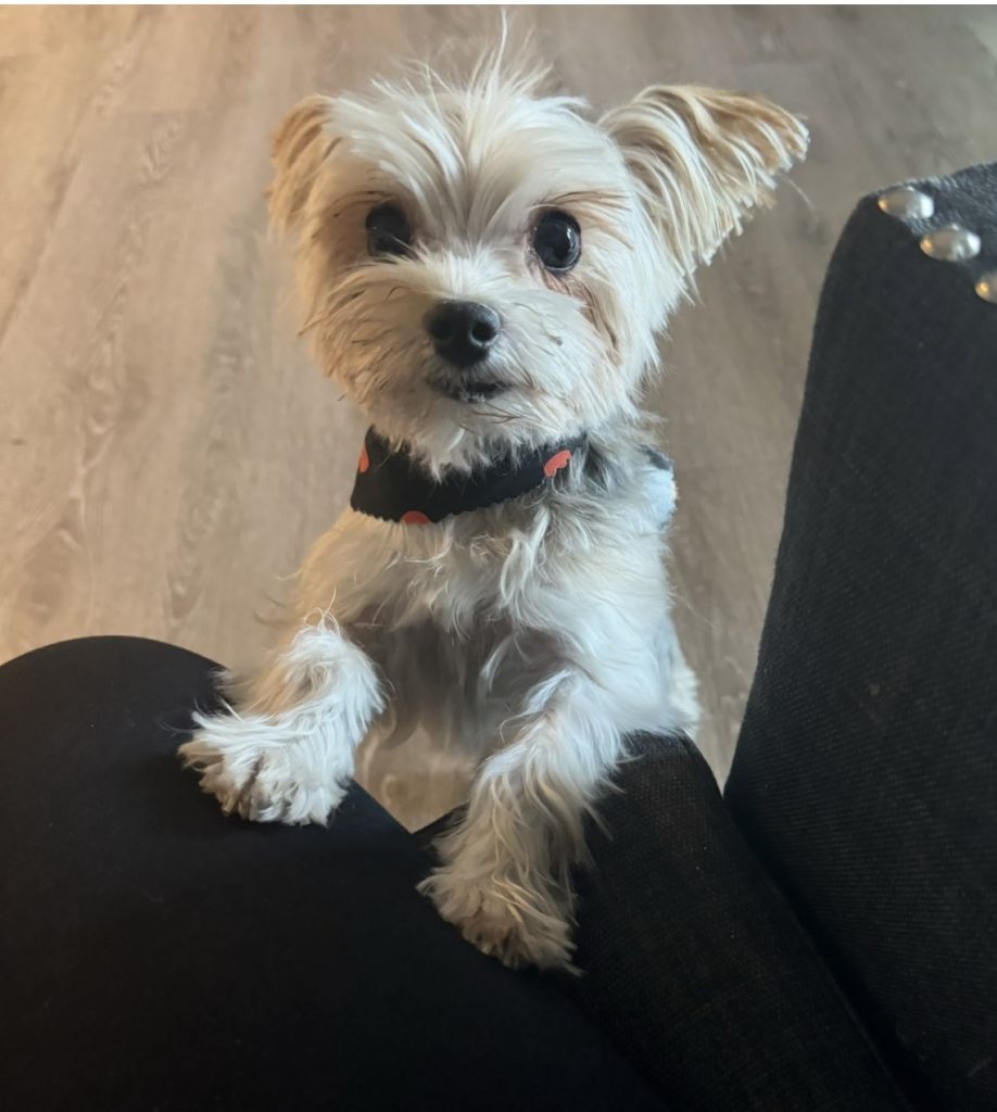 Cookie, lost dog, Yorkie