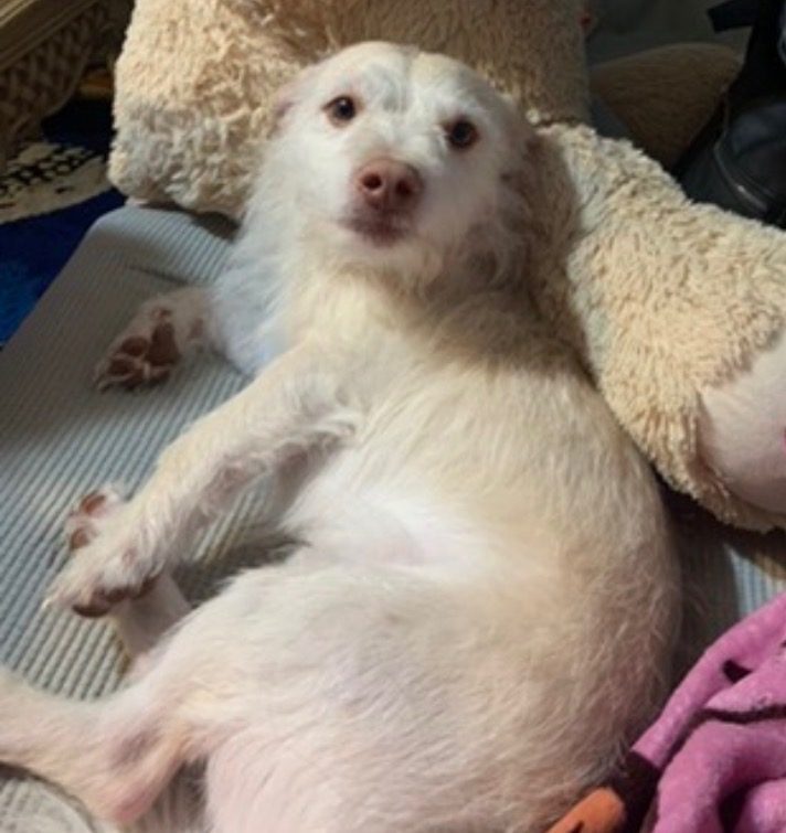 Fynn, lost dog, Border Collie / Chihuahua