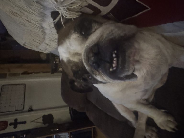 Tina, lost dog, English bulldog