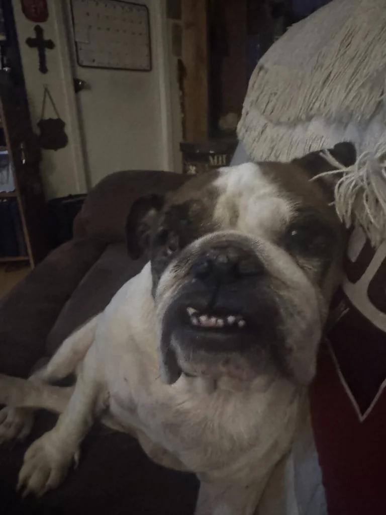 Tina, lost dog, English bulldog