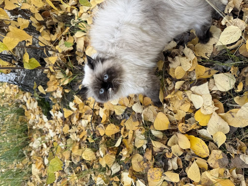 Baby, lost cat, Himalayan