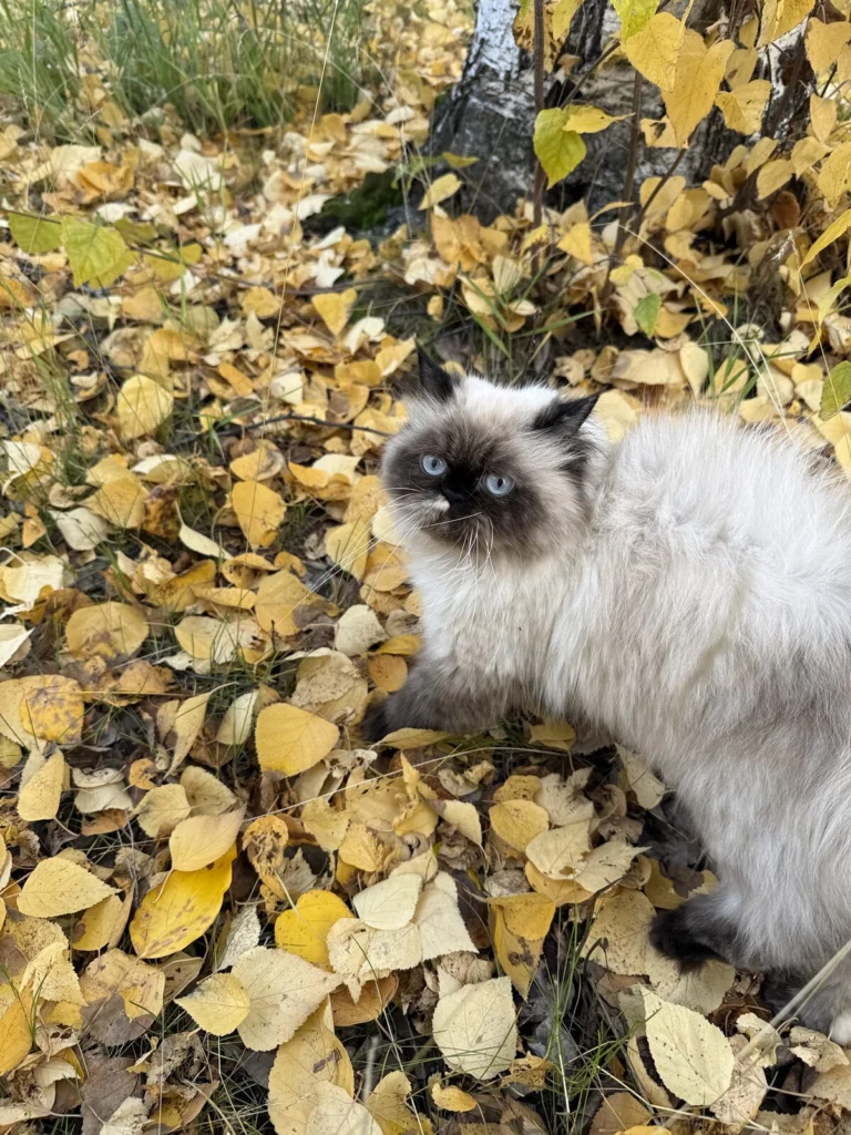 Baby, lost cat, Himalayan