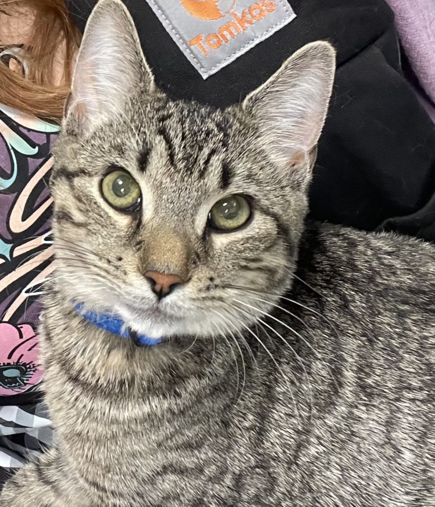 Stitch, lost cat, Domestic Short-haired Tabby