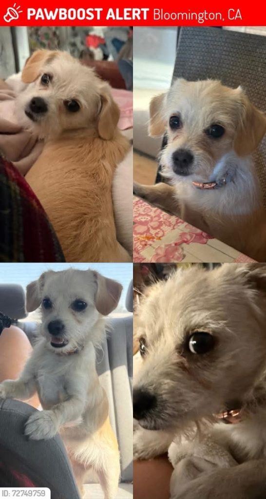 Rosa, lost dog, mix terrier and Yorkshire