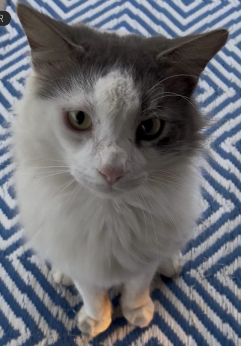 DELI, lost cat, Cat