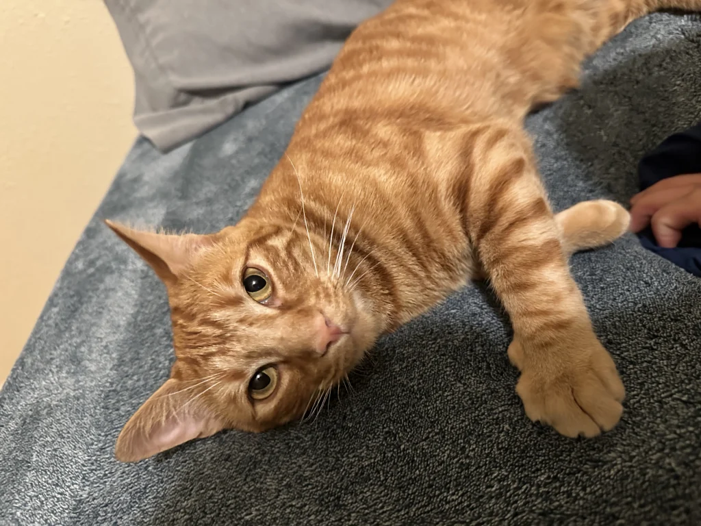 Monti, lost cat, Domestic Shorthair