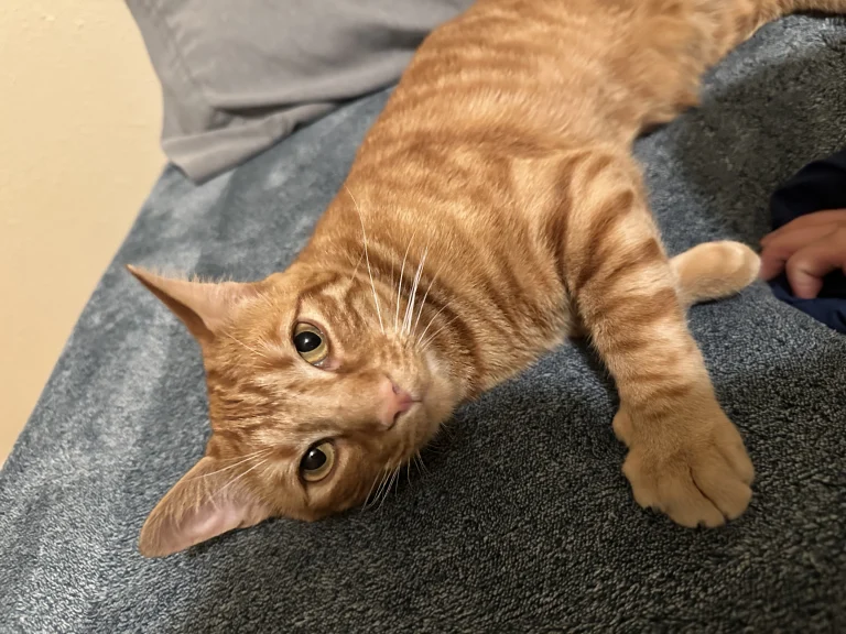 Monti, lost cat, Domestic Shorthair