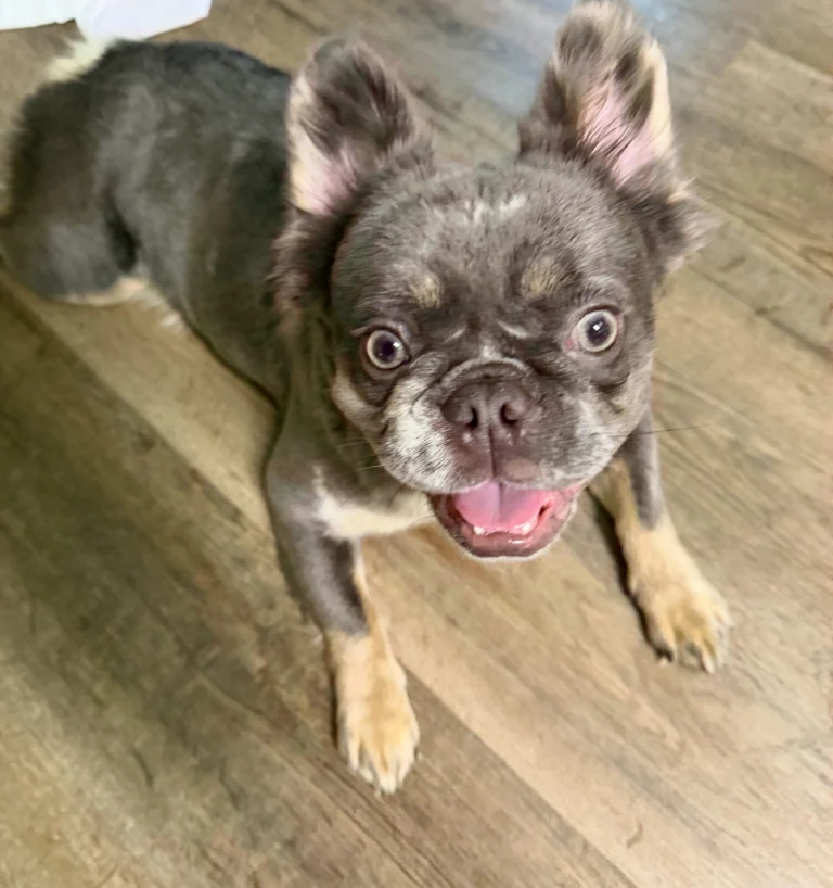 Dior, lost cat, French bulldog